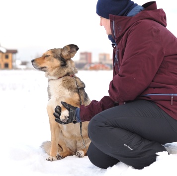 Собаки в добрые руки - Муля - 4
