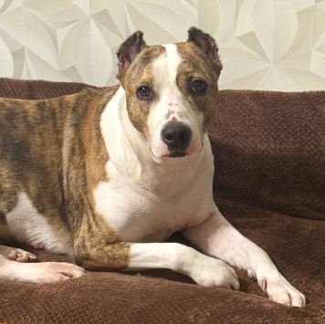 Собаки в добрые руки - Луна