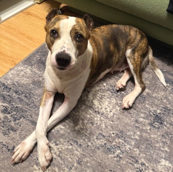 Собаки в добрые руки - Луна - 2