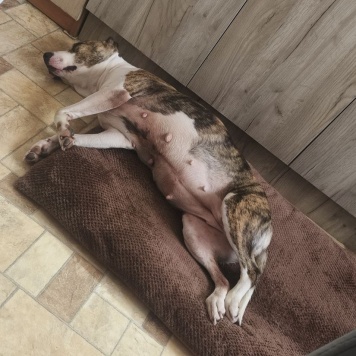 Собаки в добрые руки - Луна - 3