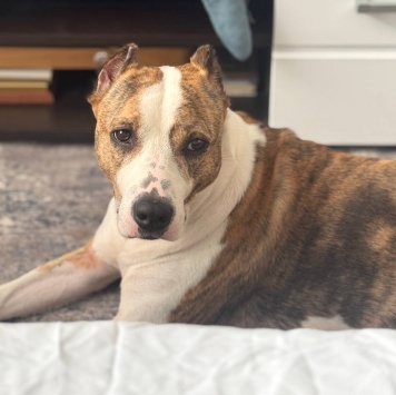 Собаки в добрые руки - Луна - 4