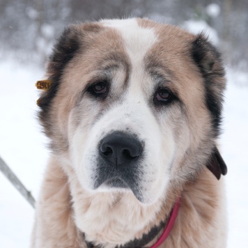 Собаки в добрые руки - Шани