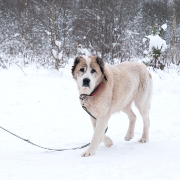 Собаки в добрые руки - Шани - 1
