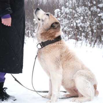 Собаки в добрые руки - Шани - 2