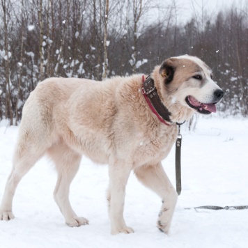 Собаки в добрые руки - Шани - 3
