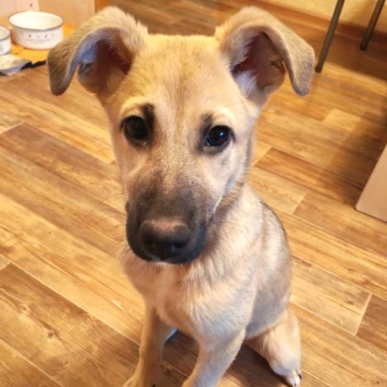 Собаки в добрые руки - Люся