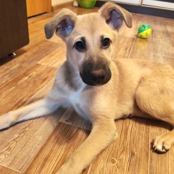 Собаки в добрые руки - Люся - 1