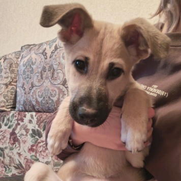 Собаки в добрые руки - Люся - 2