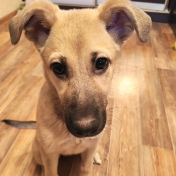 Собаки в добрые руки - Люся - 3