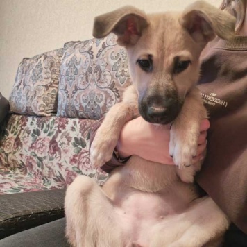 Собаки в добрые руки - Люся - 4