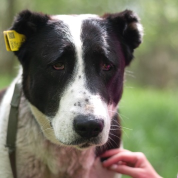 Собаки в добрые руки - Таха