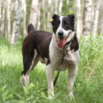 Собаки в добрые руки - Таха - 1
