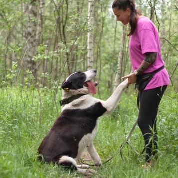 Собаки в добрые руки - Таха - 2