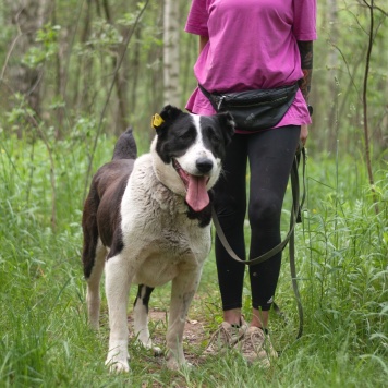 Собаки в добрые руки - Таха - 3