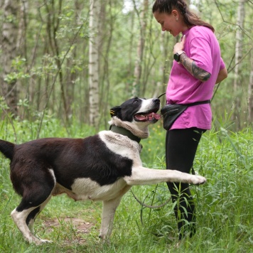 Собаки в добрые руки - Таха - 4