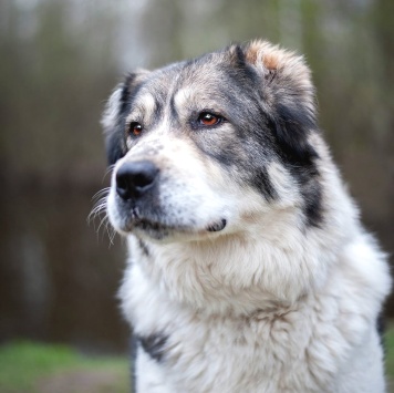 Собаки в добрые руки - Тара