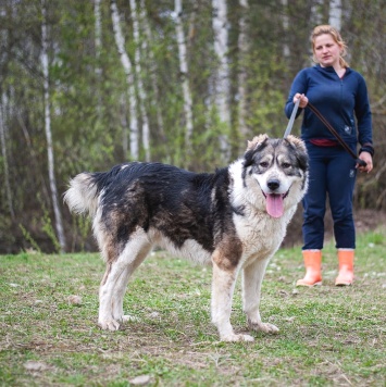 Собаки в добрые руки - Тара - 1