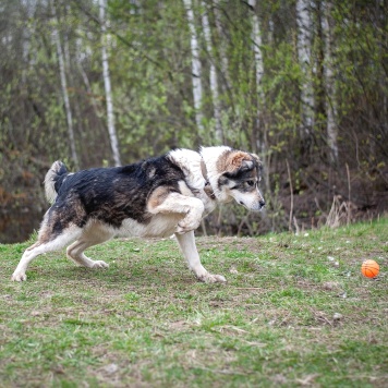 Собаки в добрые руки - Тара - 2