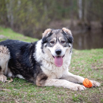 Собаки в добрые руки - Тара - 3