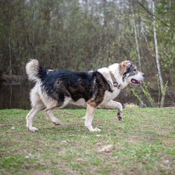 Собаки в добрые руки - Тара - 4