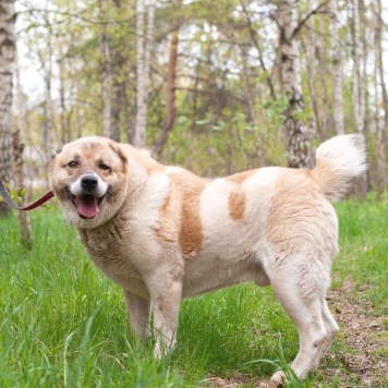 Собаки в добрые руки - Янтарь - 1