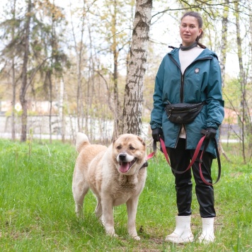 Собаки в добрые руки - Янтарь - 2