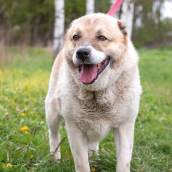 Собаки в добрые руки - Янтарь - 3