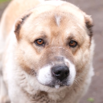 Собаки в добрые руки - Янтарь - 4