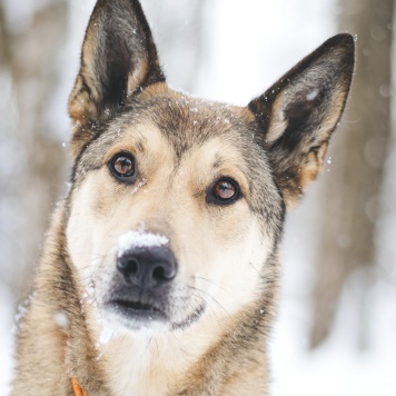 Собаки в добрые руки - Платон - 1
