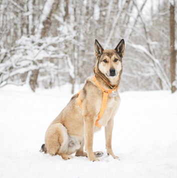 Собаки в добрые руки - Платон - 2