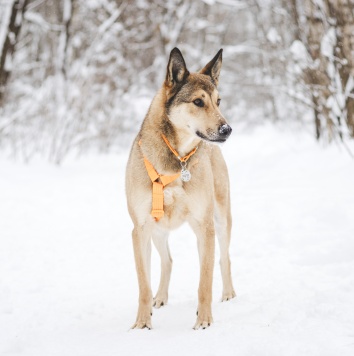 Собаки в добрые руки - Платон - 3