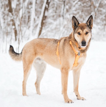 Собаки в добрые руки - Платон - 4