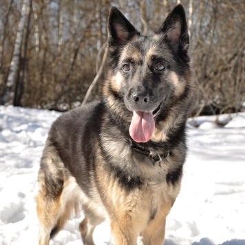 Собаки в добрые руки - Рокси