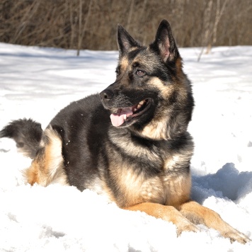 Собаки в добрые руки - Рокси - 1