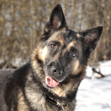 Собаки в добрые руки - Рокси - 2