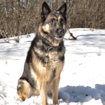 Собаки в добрые руки - Рокси - 3