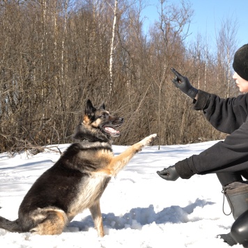 Собаки в добрые руки - Рокси - 4