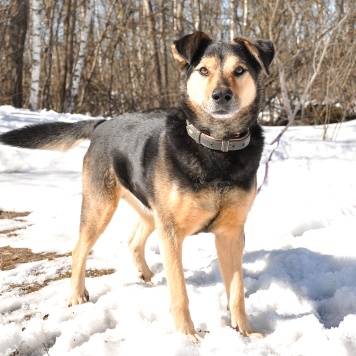 Собаки в добрые руки - Алтай