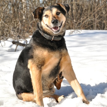 Собаки в добрые руки - Алтай - 2