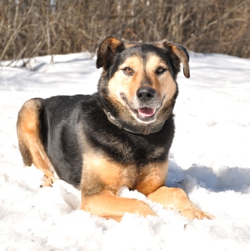 Собаки в добрые руки - Алтай - 3