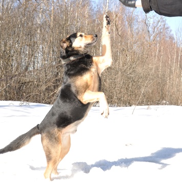 Собаки в добрые руки - Алтай - 4