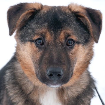 Собаки в добрые руки - Эва