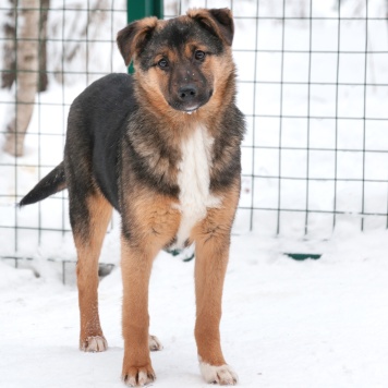 Собаки в добрые руки - Эва - 1