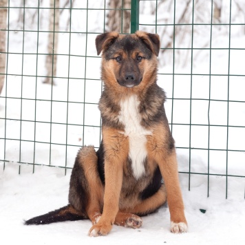 Собаки в добрые руки - Эва - 2