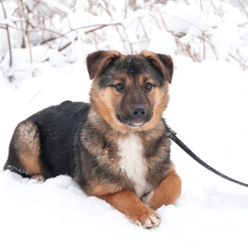 Собаки в добрые руки - Эва - 3