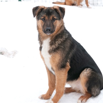 Собаки в добрые руки - Эва - 4