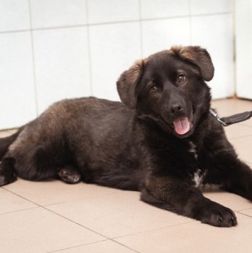 Рокси - Собаки в добрые руки