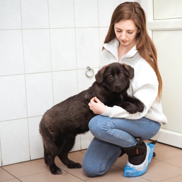 Собаки в добрые руки - Рокси - 1