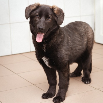 Собаки в добрые руки - Рокси - 2