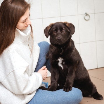 Собаки в добрые руки - Рокси - 3